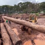 Amazônia e Cerrado registram queda ampla no desmatamento em 2025