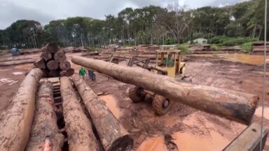 Amazônia e Cerrado registram queda ampla no desmatamento em 2025