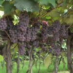 Produção de uvas movimenta economia durante Festa da Uva em Jundiaí