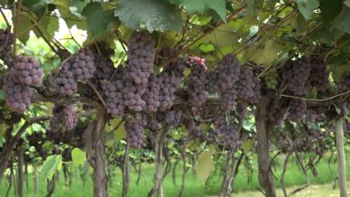Produção de uvas movimenta economia durante Festa da Uva em Jundiaí