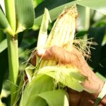 Fé e tradição celebram Dia de São José com plantio de milho no Nordeste