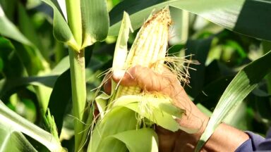 Fé e tradição celebram Dia de São José com plantio de milho no Nordeste