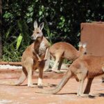 Zoológico de São Paulo ganha quatro cangurus vermelhos
