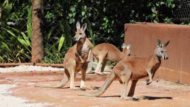 Zoológico de São Paulo ganha quatro cangurus vermelhos