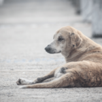 Abandono animal: frei chama a atenção para a 'cultura do descarte'