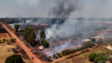Dia Nacional da Mata Atlântica: Dados revelam redução no desmatamento