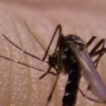 Casos de dengue caem mais de 70% no Brasil, saiba os motivos da queda