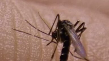 Casos de dengue caem mais de 70% no Brasil, saiba os motivos da queda