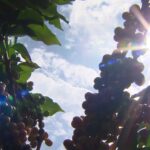 CN Agro destaca a produção de café em Cássia, Minas Gerais