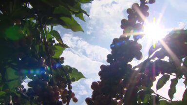 CN Agro destaca a produção de café em Cássia, Minas Gerais