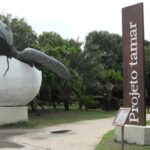 Projeto Tamar programa atividades no Dia da Tartaruga Marinha