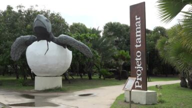 Projeto Tamar programa atividades no Dia da Tartaruga Marinha
