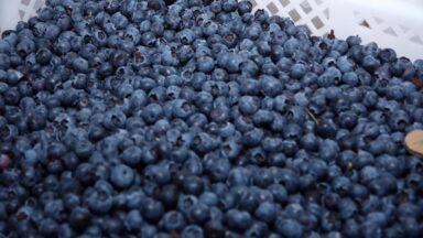 CN Agro mostra a produção do Mirtilo, conhecido como Blueberry