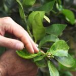 Serviço Nacional de Aprendizagem Rural é destaque do CN Agro