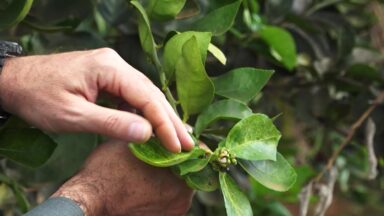 Serviço Nacional de Aprendizagem Rural é destaque do CN Agro