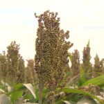 CN Agro destaca o plantio de sorgo no interior de São Paulo