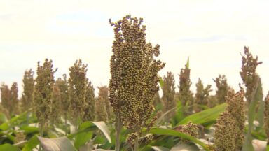 CN Agro destaca o plantio de sorgo no interior de São Paulo