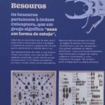 Exposição em São Paulo mostra importância dos insetos para natureza