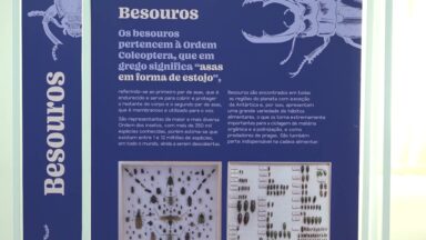 Exposição em São Paulo mostra importância dos insetos para natureza