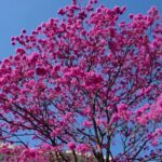 Florada dos ipês atrai olhares e deixa ruas de Belo Horizonte coloridas