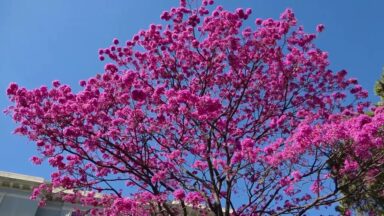 Florada dos ipês atrai olhares e deixa ruas de Belo Horizonte coloridas