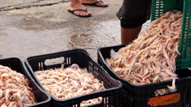 Defeso do camarão é destaque no CN Agro dessa semana