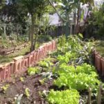 Horta comunitária no interior de SP é destaque no Canção Nova Agro