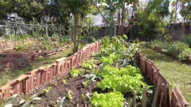 Horta comunitária no interior de SP é destaque no Canção Nova Agro
