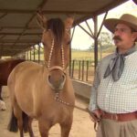 CN Agro mostra a criação do Cavalo Crioulo no interior de São Paulo