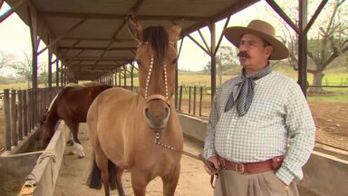 CN Agro mostra a criação do Cavalo Crioulo no interior de São Paulo