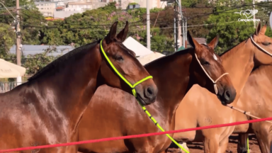 Exposição Nacional do Cavalo Campolina movimenta BH