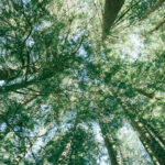 Fórum Socioambiental 2026 debate a relação entre eleições e clima