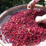Cafeicultores de Lambari unem trabalho, dedicação e fé na produção