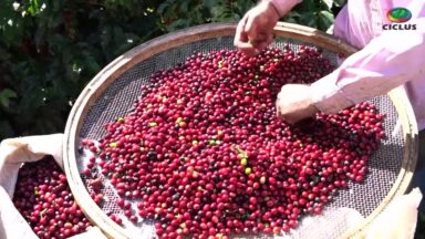 Cafeicultores de Lambari unem trabalho, dedicação e fé na produção