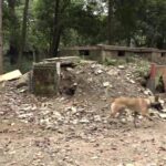 Treinamento e confiança unem cães e bombeiros em resgates