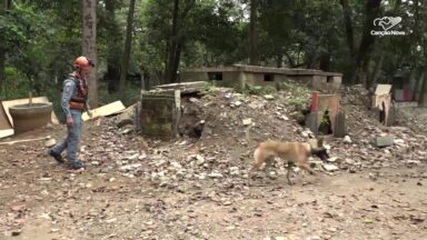 Treinamento e confiança unem cães e bombeiros em resgates