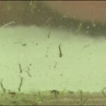 Autoridades alertam: apesar da queda, casos de dengue pedem atenção