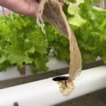 CN Agro destaca a produção de uma horta hidropônica em SP