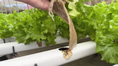 CN Agro destaca a produção de uma horta hidropônica em SP