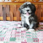 A casa agora é dos cães, e não das crianças?