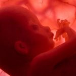 Especialistas comentam tramitação da liberação do aborto no STF