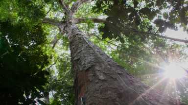 Sínodo da Amazônia atende grito dos povos e da natureza, diz Dom Hummes