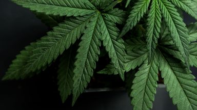 Posso usar a maconha com finalidade medicinal?
