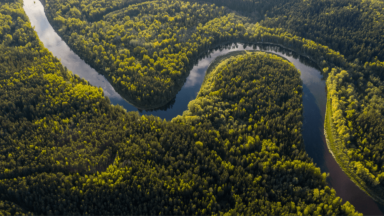 Dia de Proteção às Florestas incentiva preservação ambiental no Brasil