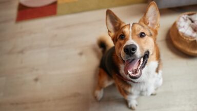 O que podemos aprender no convívio com os animais?