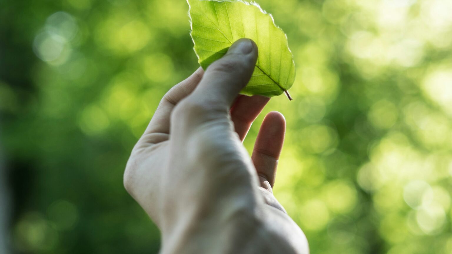 Meio_Ambiente_Unsplash-1536x864.jpg