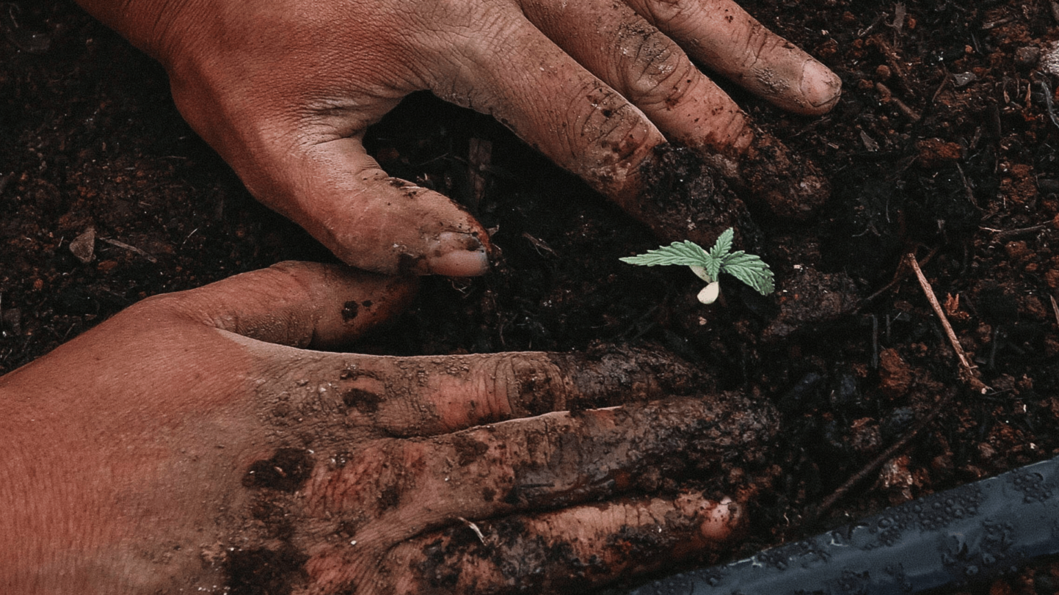mao-plantando-muda-de-planta-na-terra-_-foto-GreenForce-Staffing-via-Unsplash-1536x864.png
