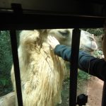 Passeio Pedagógico - Zoo Safári e Museu Catavento
