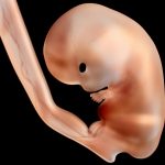 Por-que-o-embrião-deve-ser-defendido-como-ser-humano