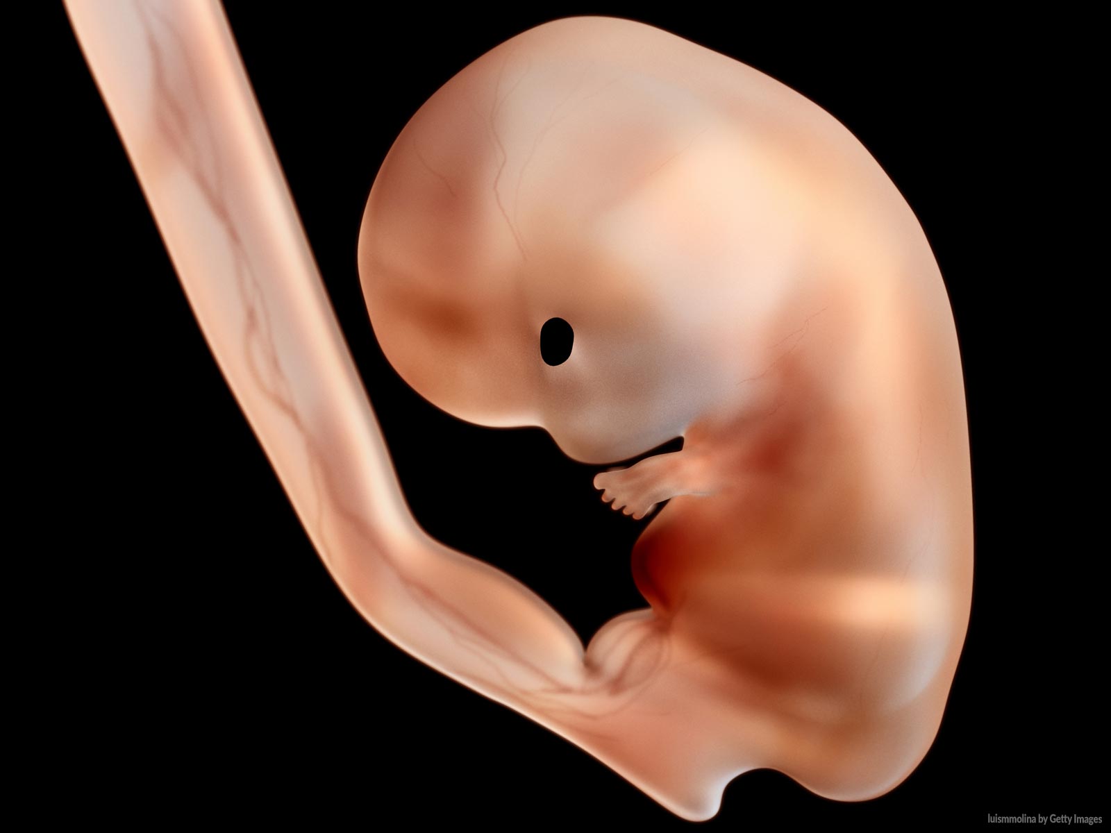 Por-que-o-embrião-deve-ser-defendido-como-ser-humano